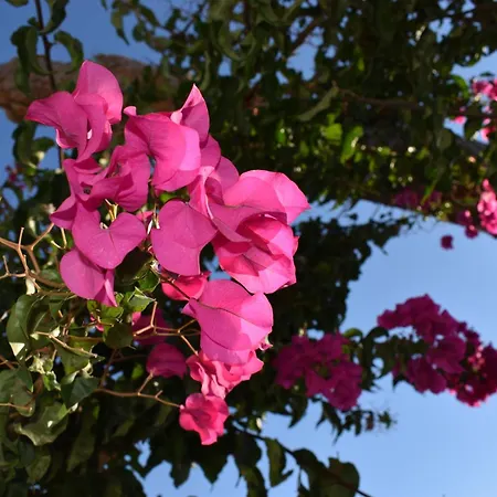 Old Mykonos Nocleg ze śniadaniem