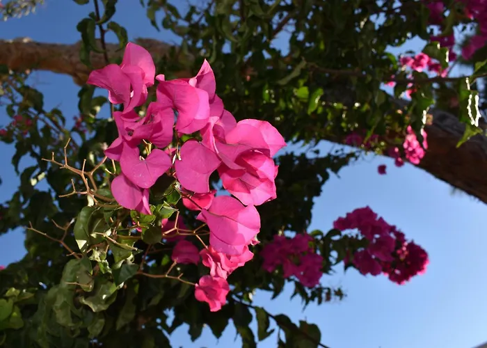Old Mykonos Alojamento de Acomodação e Pequeno-almoço